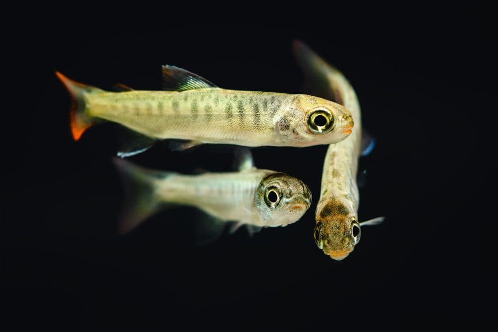 Coho fry soon after emerging from the gravel in Quinsam River, British Columbia. (Courtesy Patagonia Books)