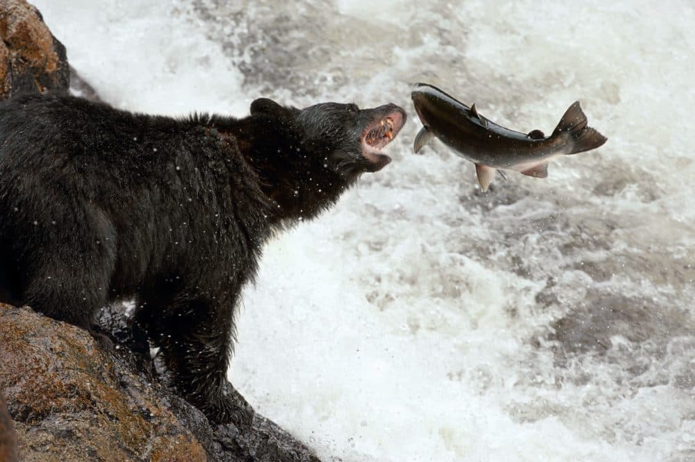 A bear catches a salmon in British Columbia. (Ian Mcallister/Courtesy of Patagonia Books)