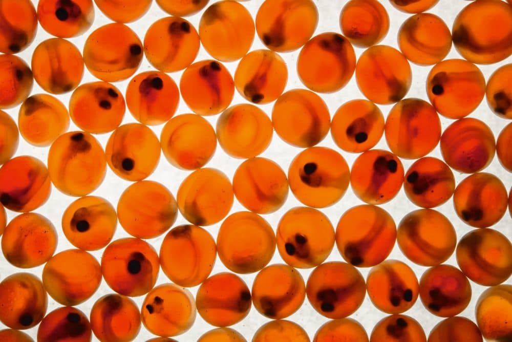 Coho salmon eggs. The black dots are the eyes of the embyros. (Courtesy Patagonia Books)