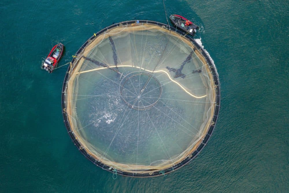 An open cage salmon farm in Scotland. Fully stocked this pen could hold 35,000 Atlantic salmon. (Corin Smith/Courtesy Patagonia Books)