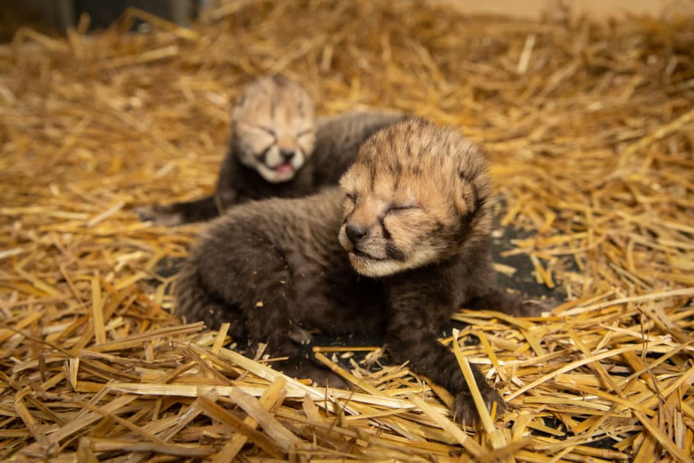 For the first time, cheetah cubs have been born by in vitro fertilization to a surrogate mother. (Grahm S. Jones/Columbus Zoo and Aquarium)