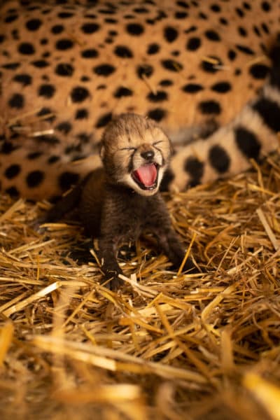 For the first time, cheetah cubs have been born by in-vitro fertilization to a surrogate mother. (Grahm S. Jones/Columbus Zoo and Aquarium)