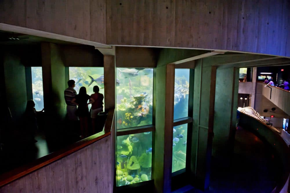 The New England Aquarium's Giant Ocean Tank. (Courtesy New England Aquarium)