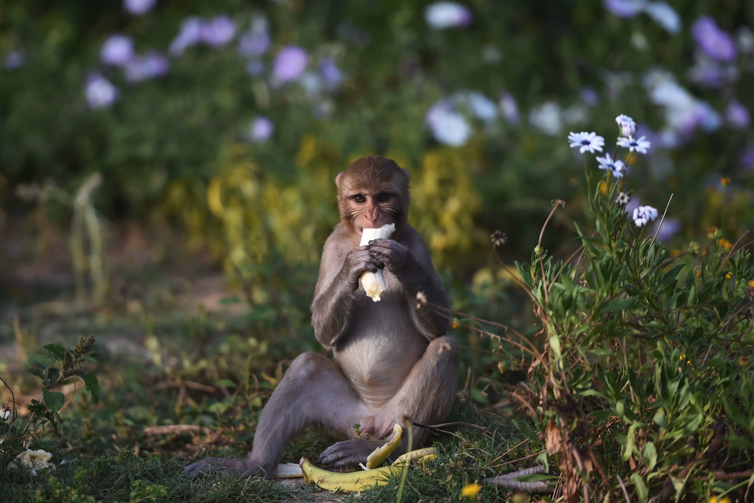 Nature And The Coronavirus: As Humans Continue Lockdown, Wildlife Creeps Back In