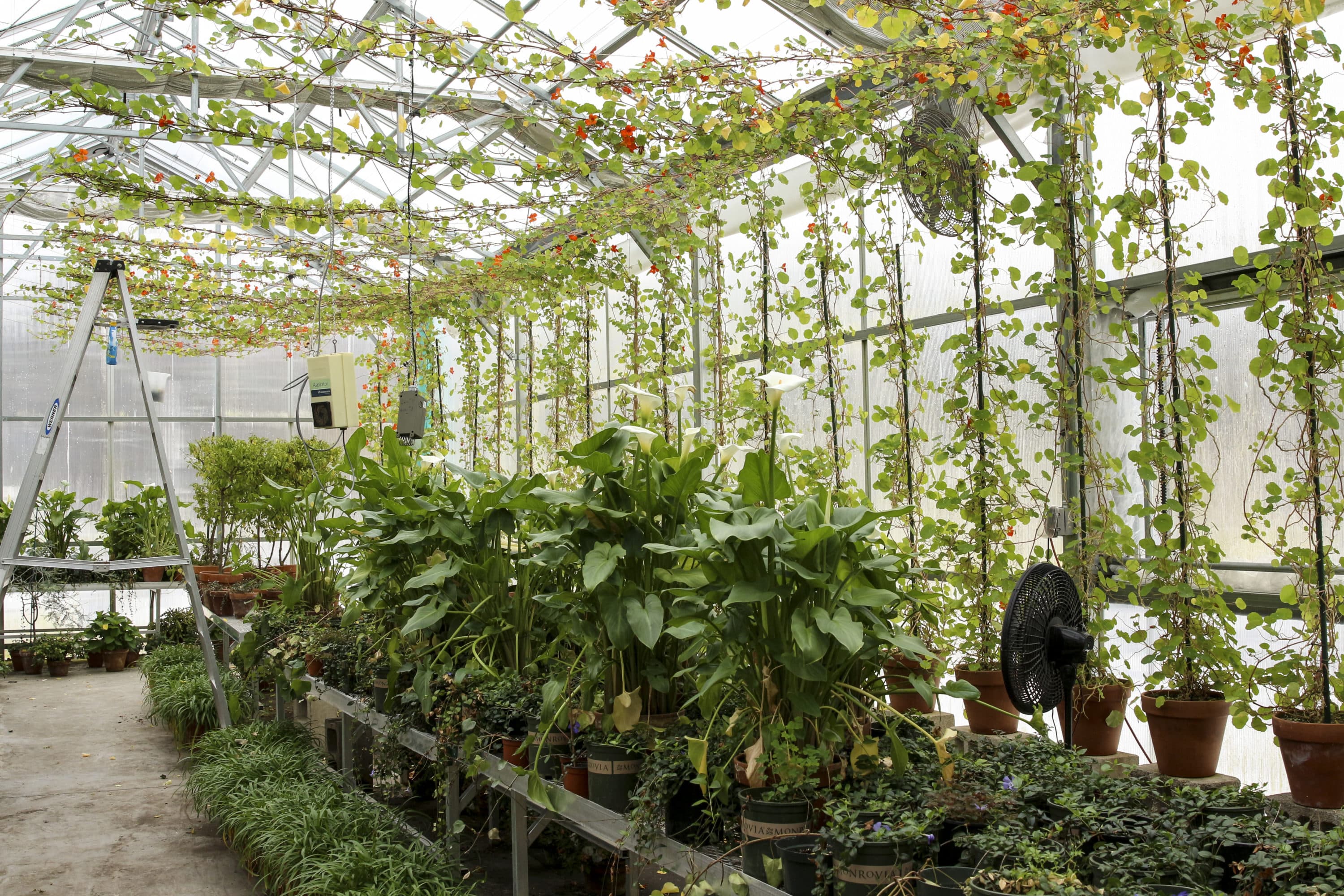 Nasturtiums intended for the museum bloom in the South Shore Nursery. (Courtesy Isabella Stewart Gardner Museum)