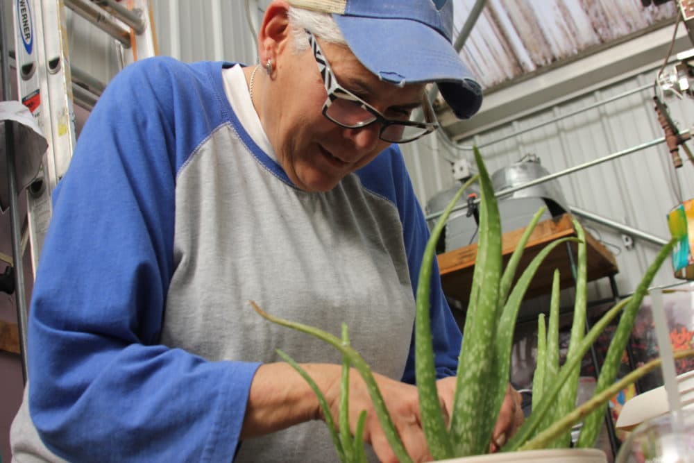 Renee Lopez, 58, spent two years at The Cedar House and comes back to volunteer at the greenhouse (Yasmin Amer/WBUR)