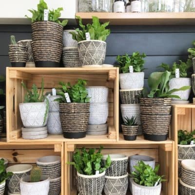 A selection of pots and plants sold at Oak + Moss. (Courtesy)