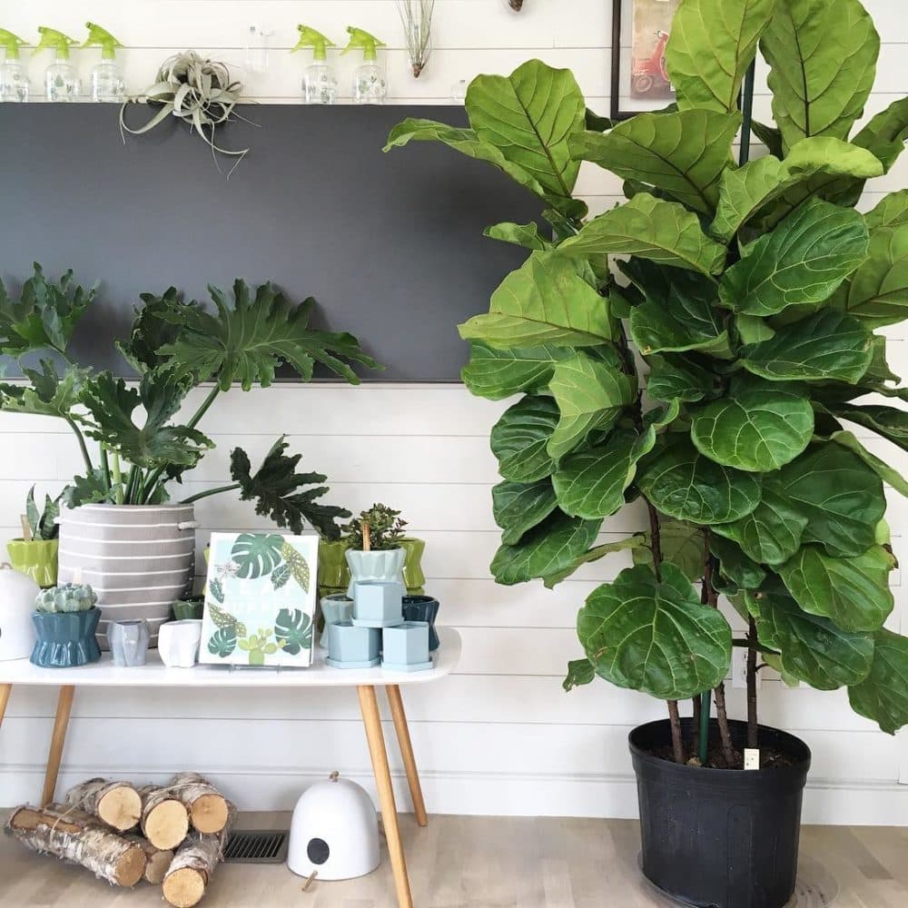 Oak + Moss is a plant and home decor shop in Salem, Massachusetts. (Courtesy)