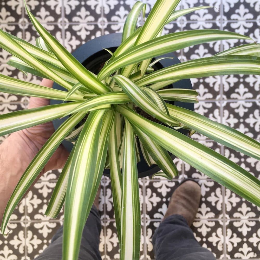 A spider plant, sold at Oak + Moss. (Courtesy)