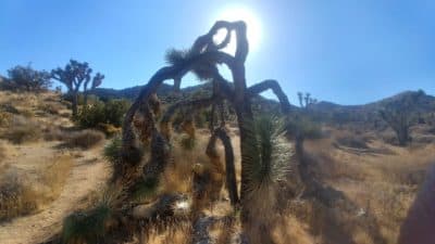 Joshua Tree National Park is spread across 800,000 acres (Courtesy Jana Bounds) 