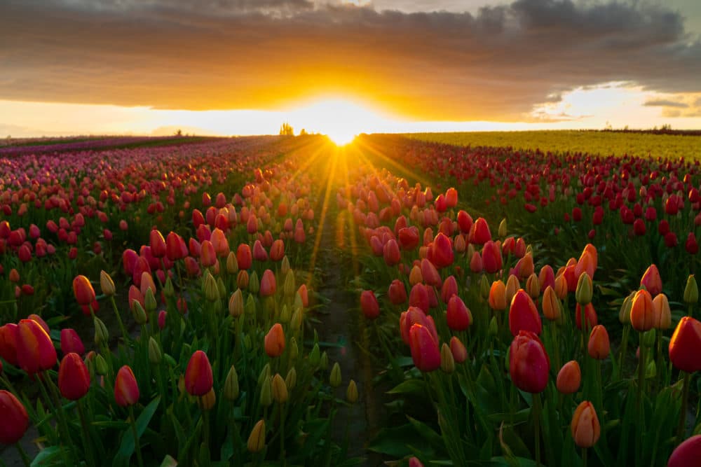 Washington's Tulip Town Closes To Annual Festival-Goers | Here & Now
