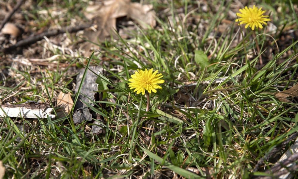 Dandelions on the woodland floor in Watertown. (Robin Lubbock/WBUR)