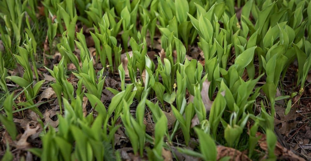 A carpet of lily of the valley in the woods by the Charles River in Watertown. (Robin Lubbock/WBUR)