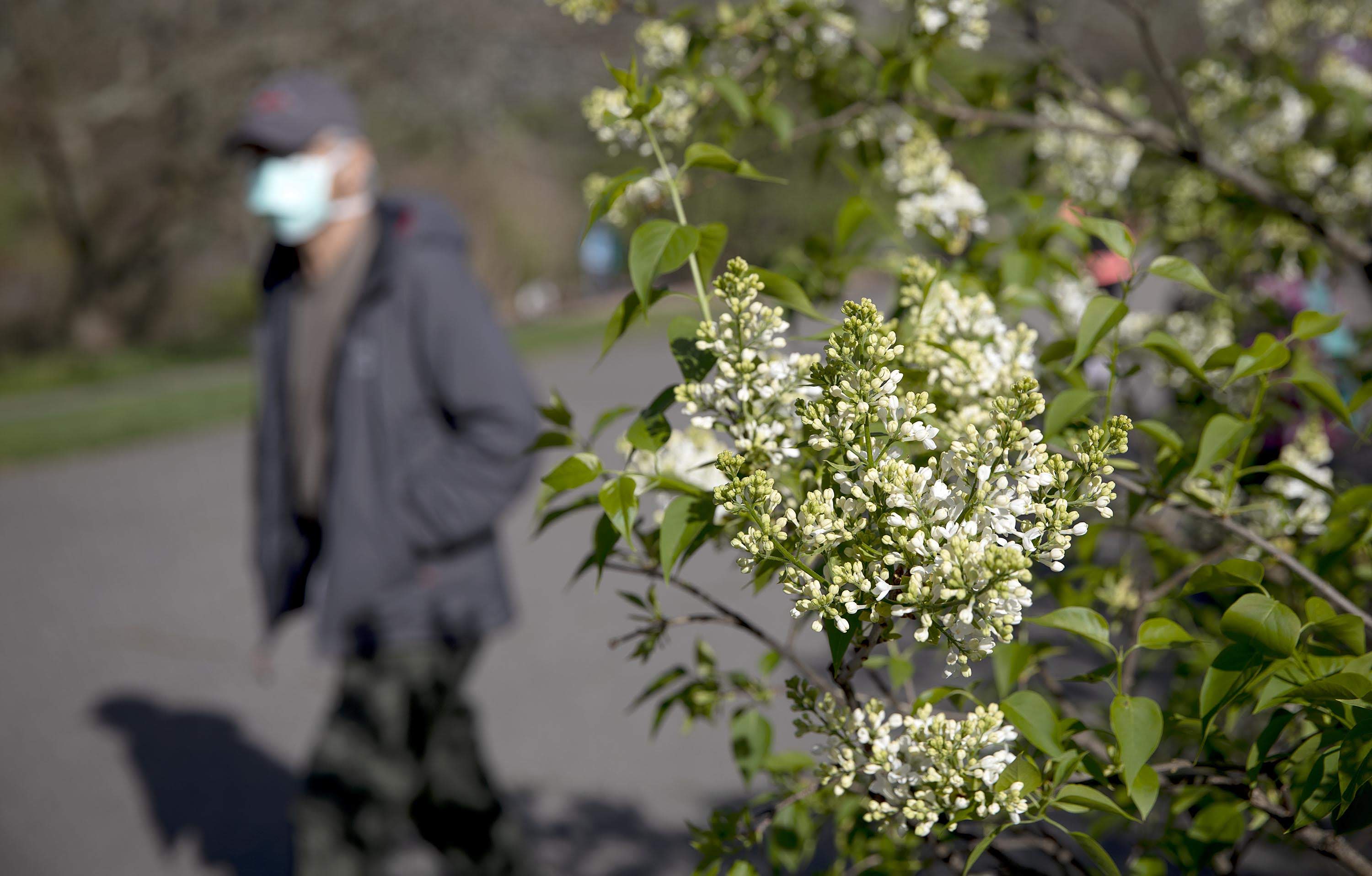 A man wearing a mask to slow the spread of COVID-19 walks past a lilac coming into bloom at the Arnold Arboretum. (Robin Lubbock/WBUR)