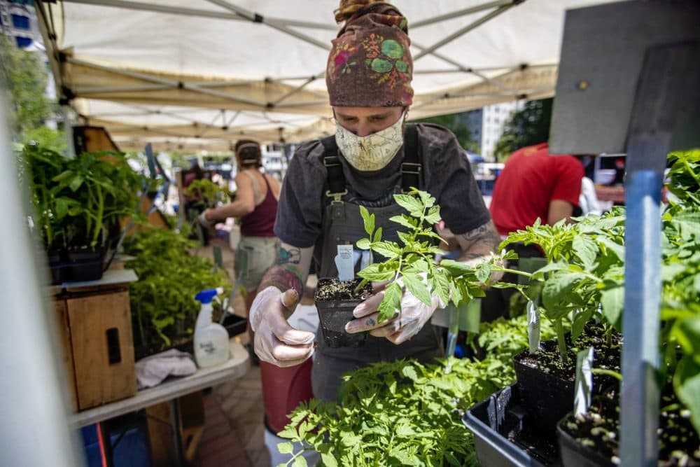 A worker from the Atlas Farms stand grabs a tomato seedling for a customer. at the Copley Square Farmers Market (Jesse Costa/WBUR)