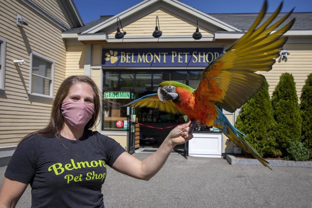 Kaitlin McGrath, owner of the Belmont Pet Shop, with her macaw, Harlequin. (Robin Lubbock/WBUR)