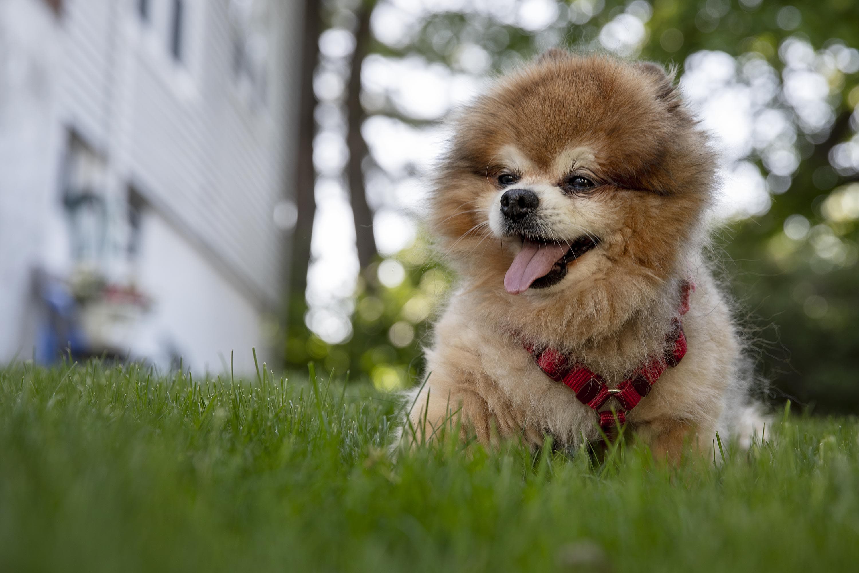 Neeko, 14, a Pomeranian, takes a break on a hot afternoon. (Robin Lubbock/WBUR)