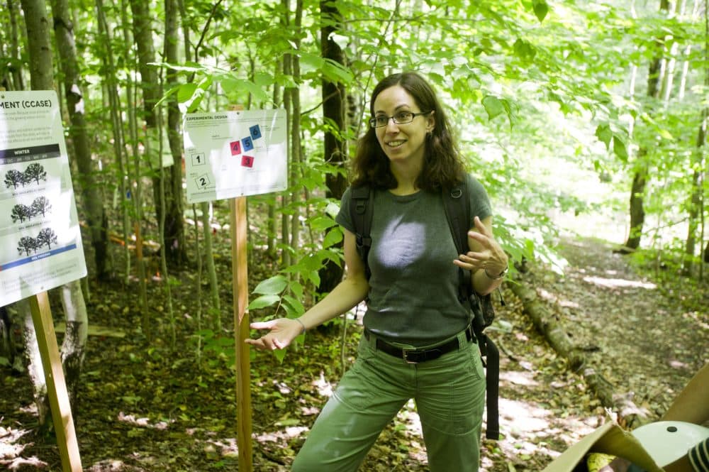 Boston University biologist Pamela Templer in Hubbard Brook Experimental Forest in 2014 (Courtesy Boston University)