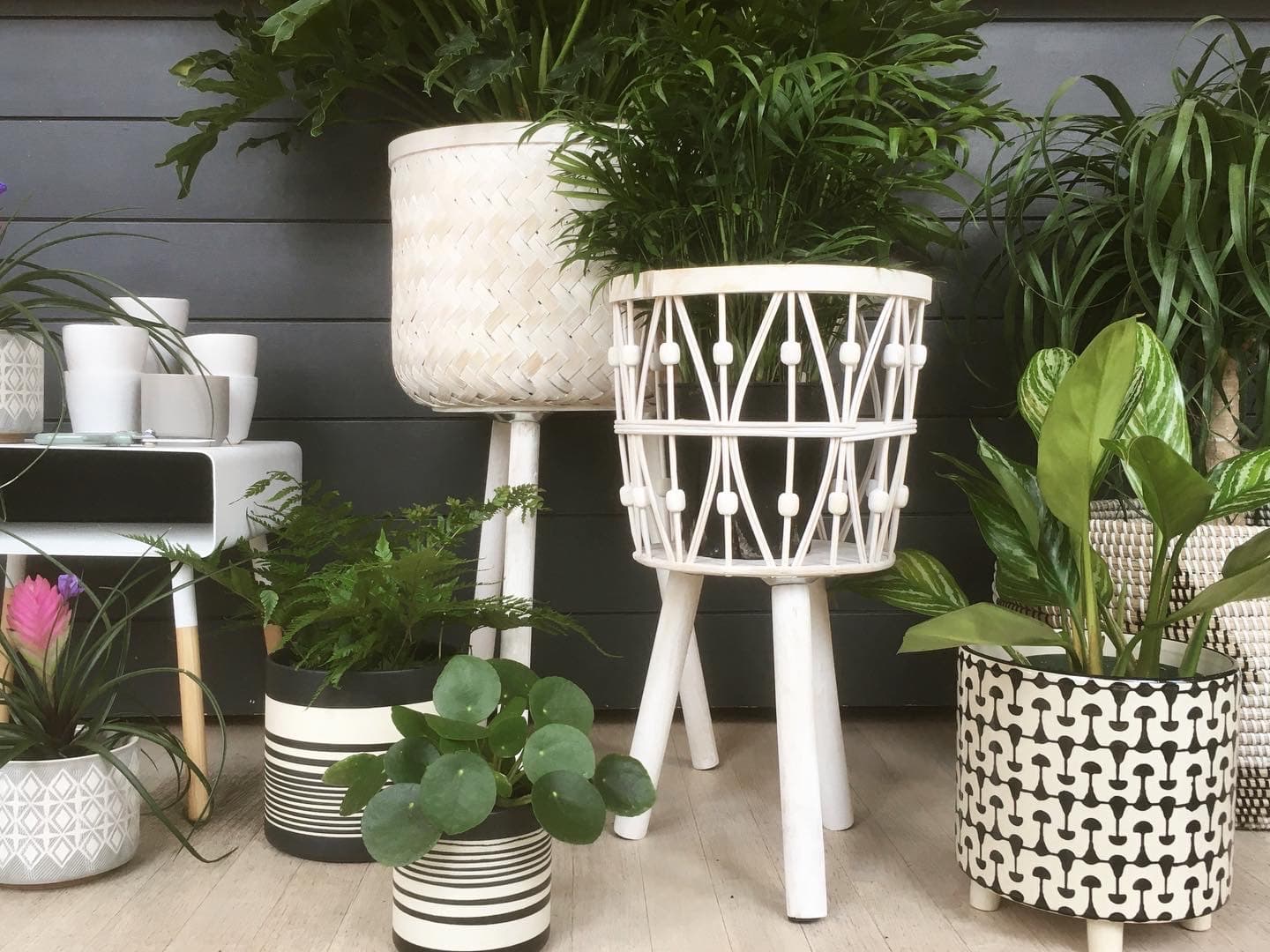 Left to right: pink quill, autumn fern, pilea, hope philodendron, parlor palm, aglaonema stripes and ponytail palm. (Courtesy Oak + Moss)