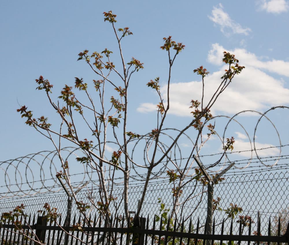 Ailanthus altissima, the tree-of-heaven (Courtesy Peter Del Tredici)