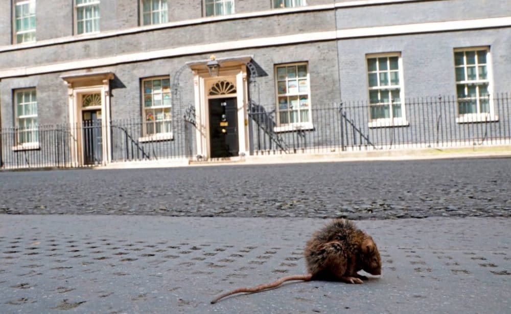 A rat sits in the road in central London on May 12, 2020. (Tolga Akmen/AFP/Getty Images)
