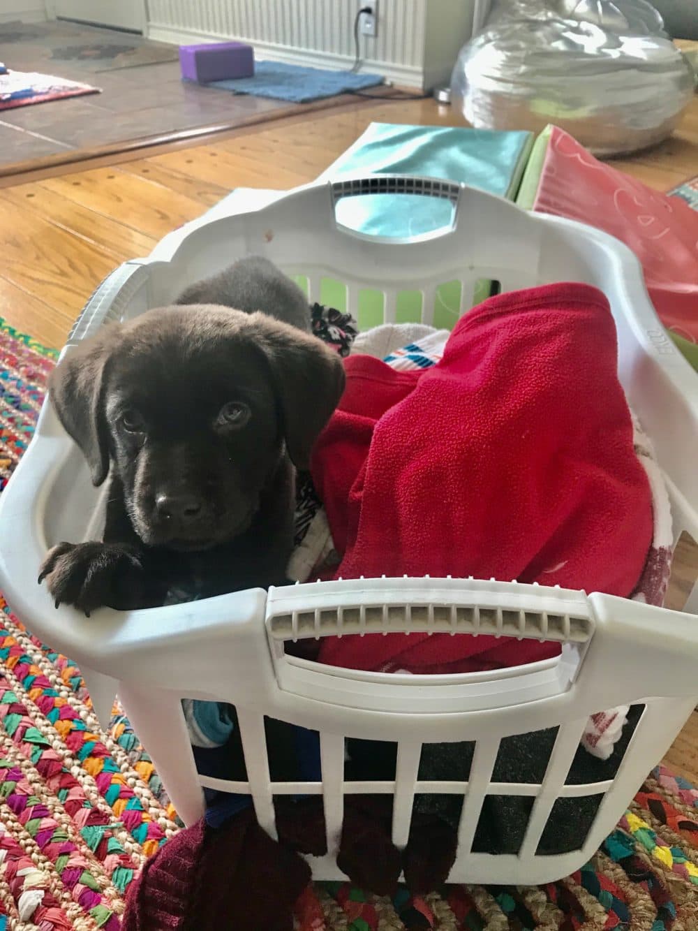 Wally chewed on laundry, clean and dirty. (Courtesy)