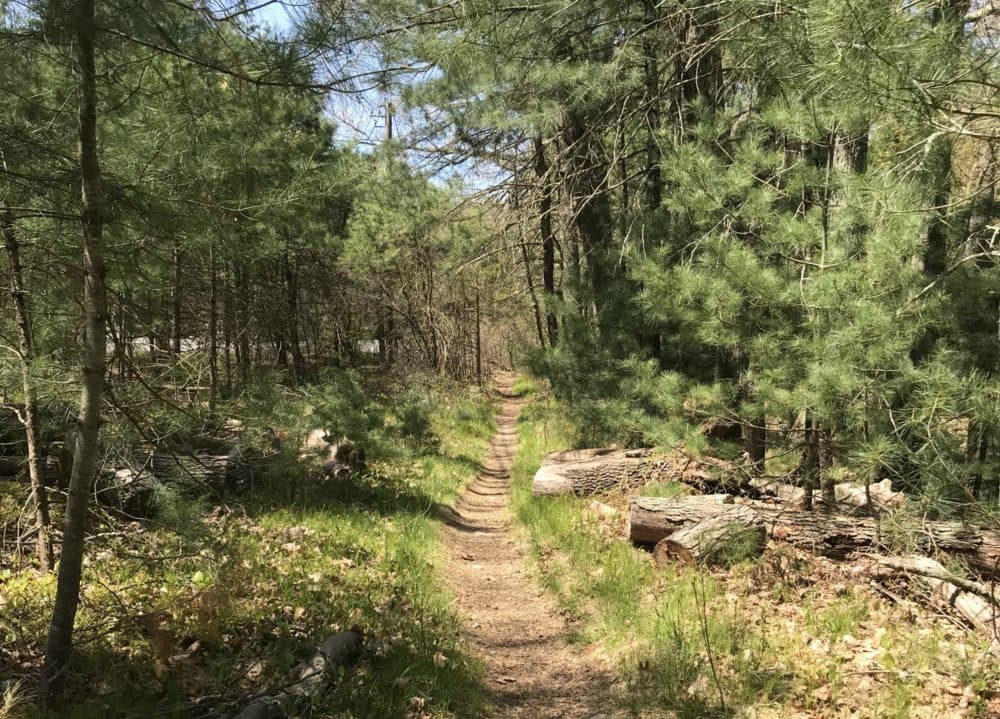 Off of Rt. 1 on the Bay Circuit Trail in Ipswich. (Courtesy)