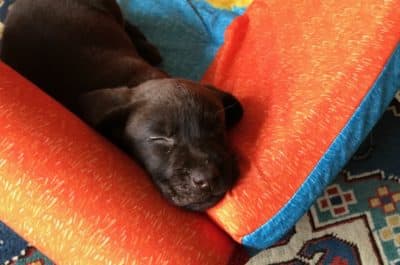 Our Pandemic Puppy Was A Terrible Idea