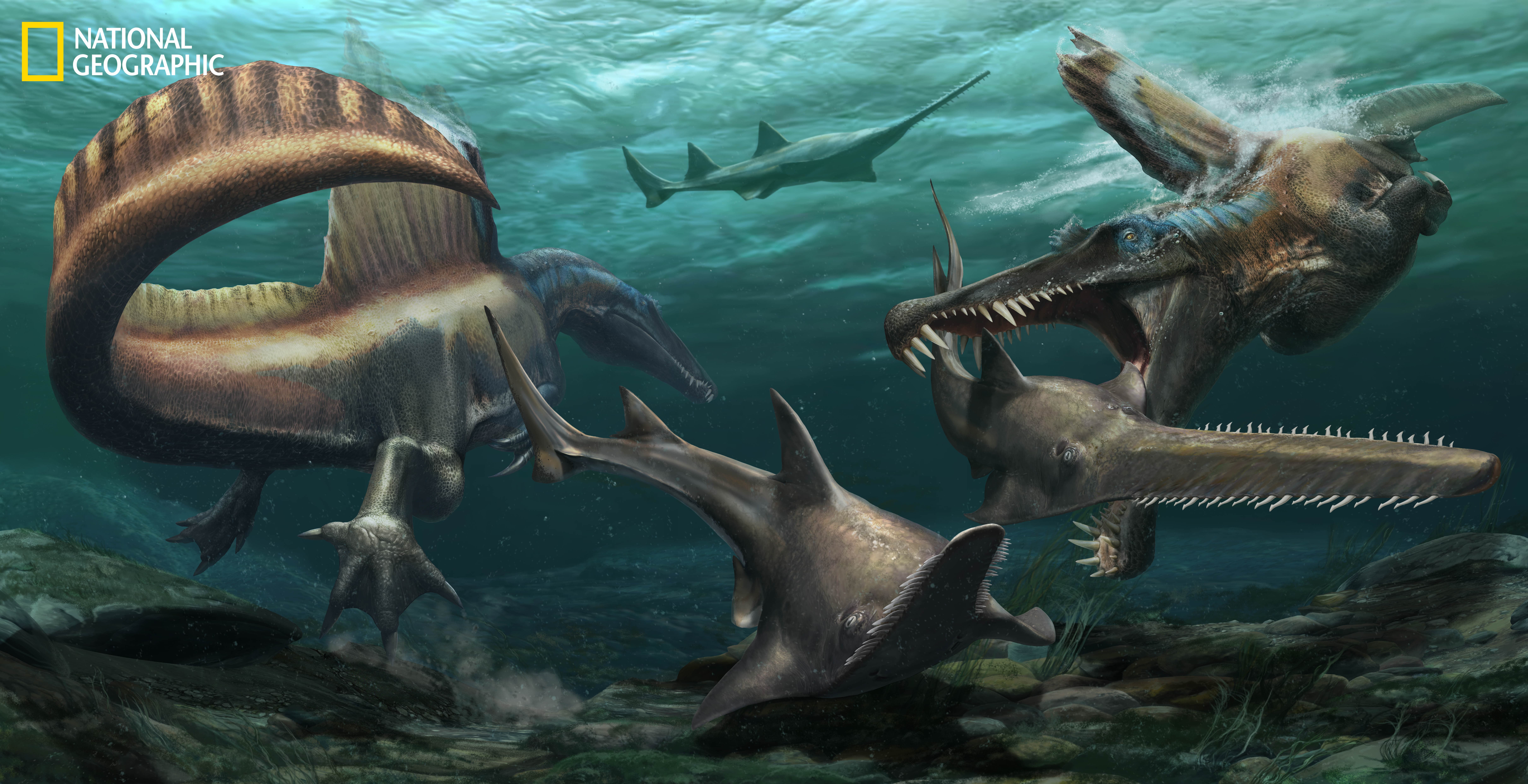 Paleontologists Unearth Fossils Of Spinosaurus, The First-Known Aquatic  Dinosaur | Here & Now