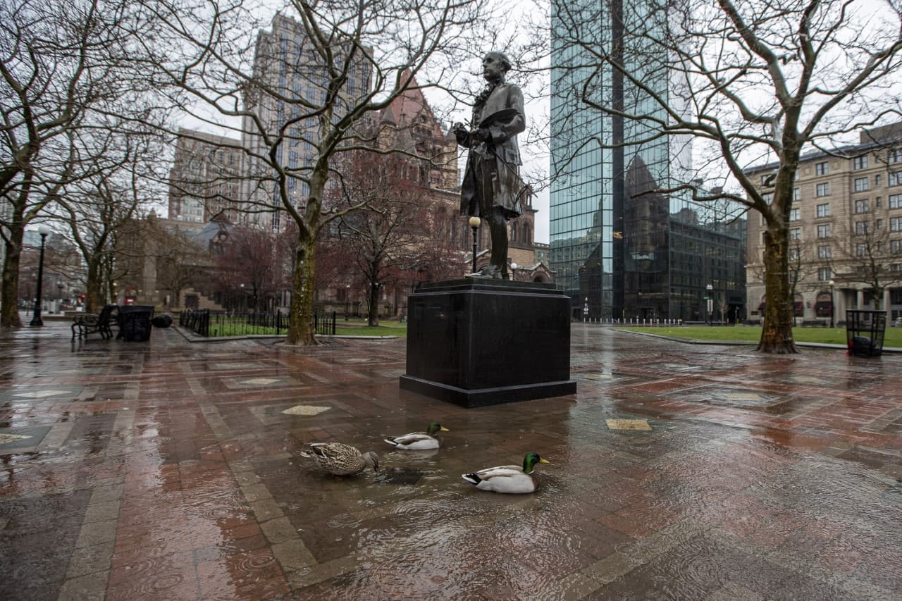 Ducks wading in a puddle at the foot of the statue of John Singleton in Copley Sq. (Jesse Costa/WBUR)
