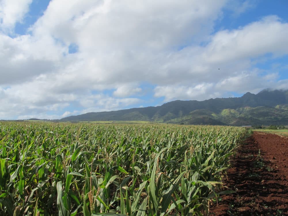 In this April 16, 2014 photo, the Waianae mountains serve as a backdrop to a field of corn on Pioneer Hi-Bred International land in Waialua, Hawaii. (Audrey McAvoy/AP)