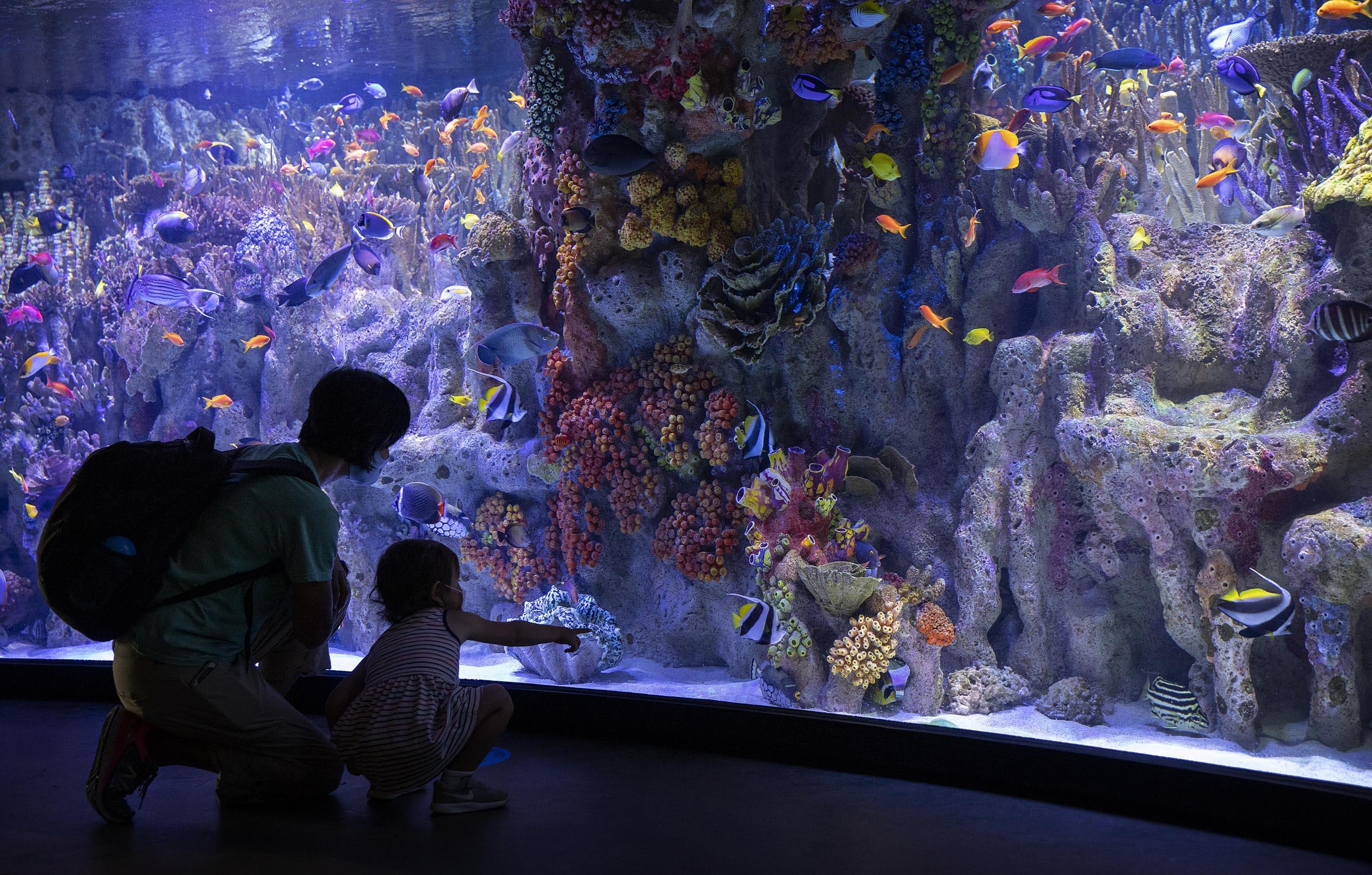 As the New England Aquarium opens for the first time since March, visitors, wearing masks and following social distancing instructions, look at fish in a tropical fish tank. (Robin Lubbock/WBUR)