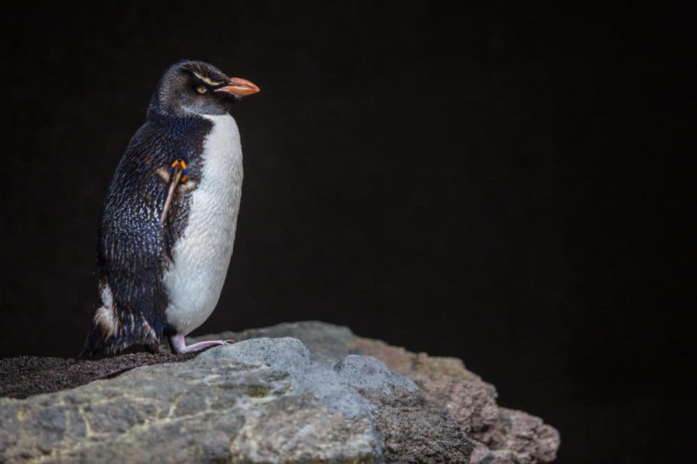 A penguin contemplates the arrival of the first visitors to the New England Aquarium since March. (Robin Lubbock/WBUR)