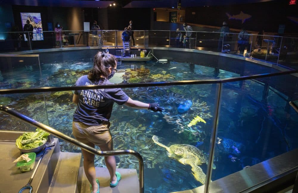 Emily Wu, a teen intern at the New England Aquarium, feeds Myrtle the turtle. (Robin Lubbock/WBUR)