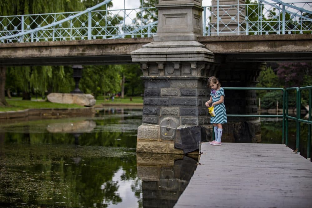 Neveah Walsh, 7, throws potato chips into the water while feeding the birds off the dock of the Public Garden lagoon. She was visiting from Plymouth with her uncle Brian McPhee in hopes they would be able to ride on the swan boats. It was announced Wednesday they will not operate this year. (Jesse Costa/WBUR)