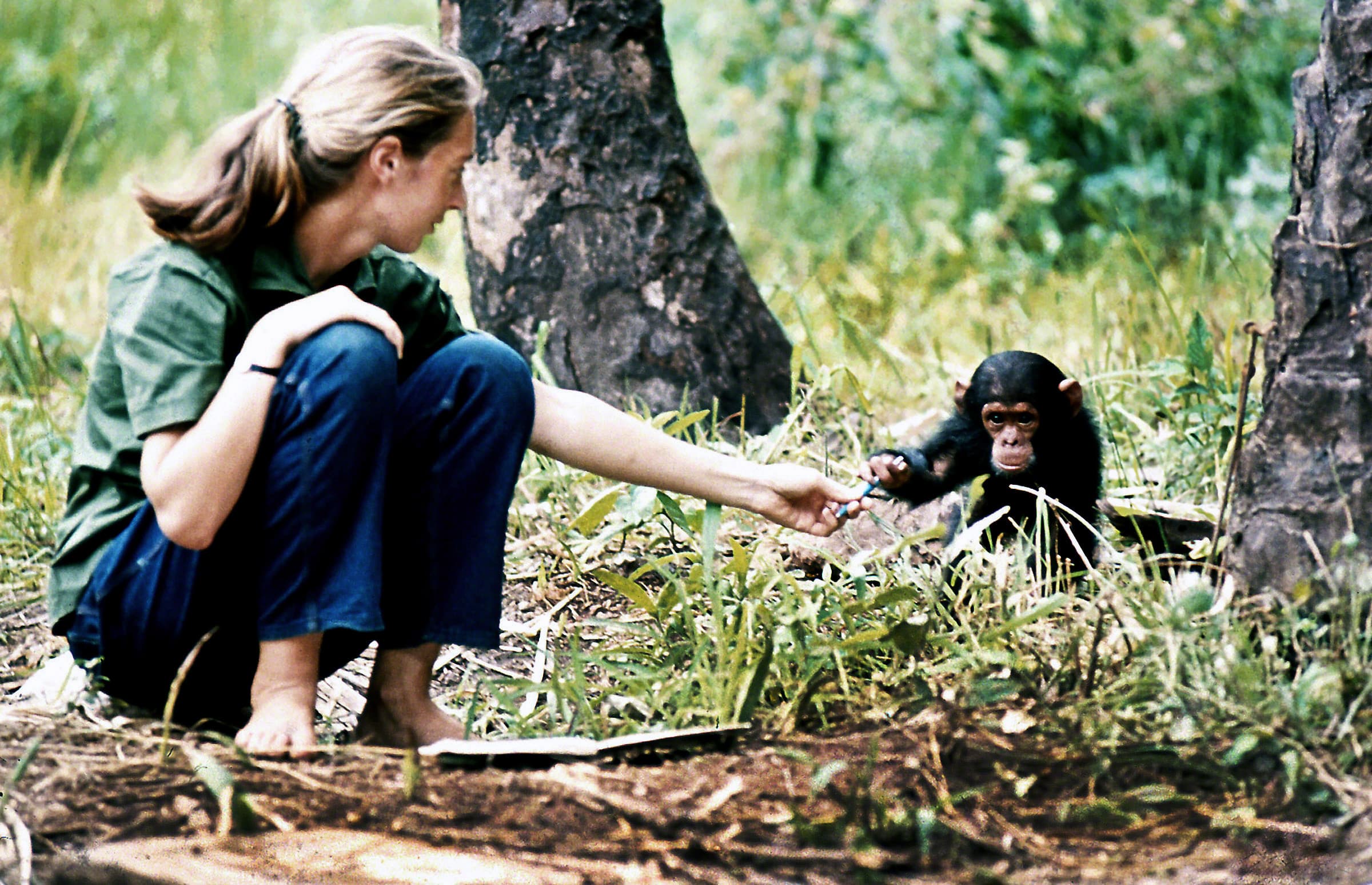 Young researcher Jane Goodall with baby chimpanzee Flint at Gombe Stream Reasearch Center in Tanzania. (© The Jane Goodall Institute/Hugo van Lawick)