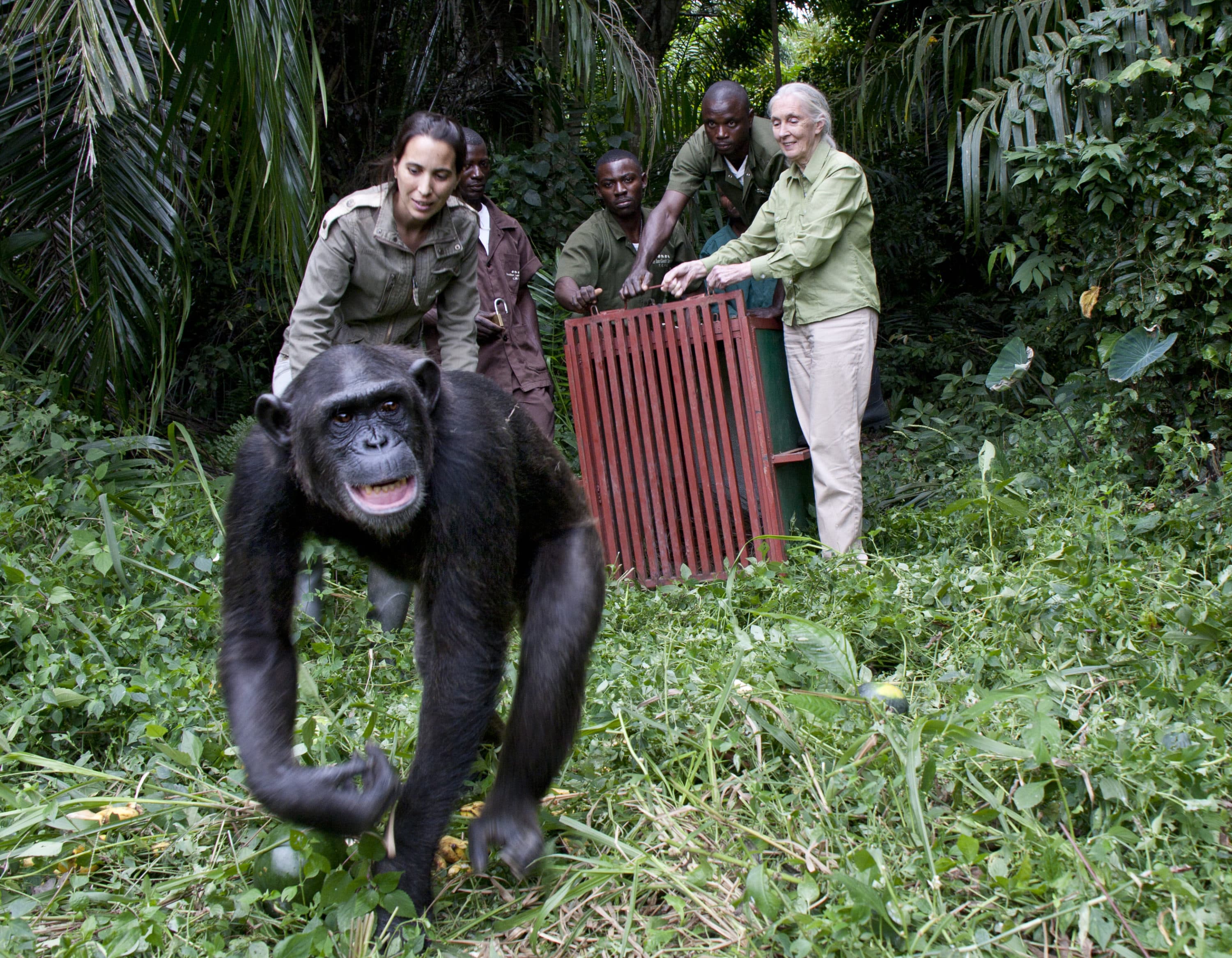 Jane Goodall and Rebeca Atencia release orphan chimpanzee Wounda on Tchindzoulou Island. (© The Jane Goodall Institute / By Michael Cox)