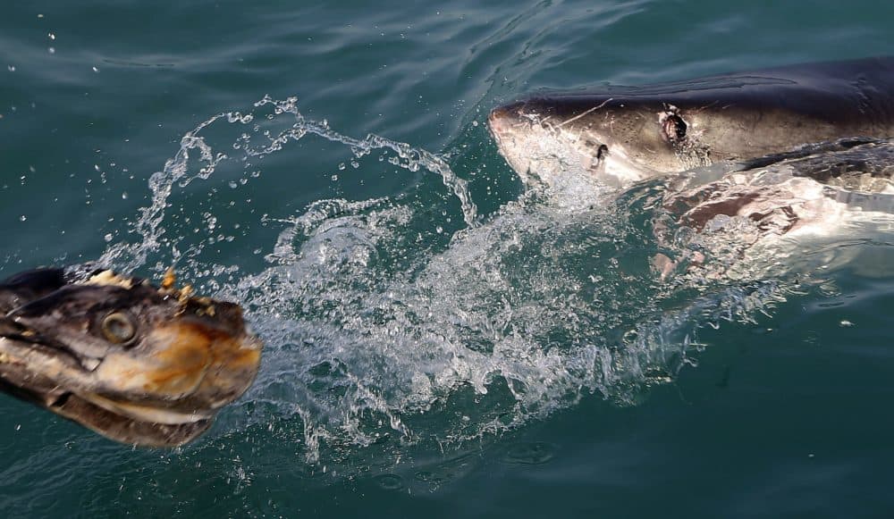 In this Aug. 11, 2016, file photo, a great white shark tries to bite a fish head being trolled though the water as researchers chum the ocean looking for sharks off the coast of South Africa. Seals are thriving off the northeast U.S. coast thanks to decades of protections. That victory for wildlife has brought a consequence for humans: more encounters with sharks. (Schalk van Zuydam/AP File)