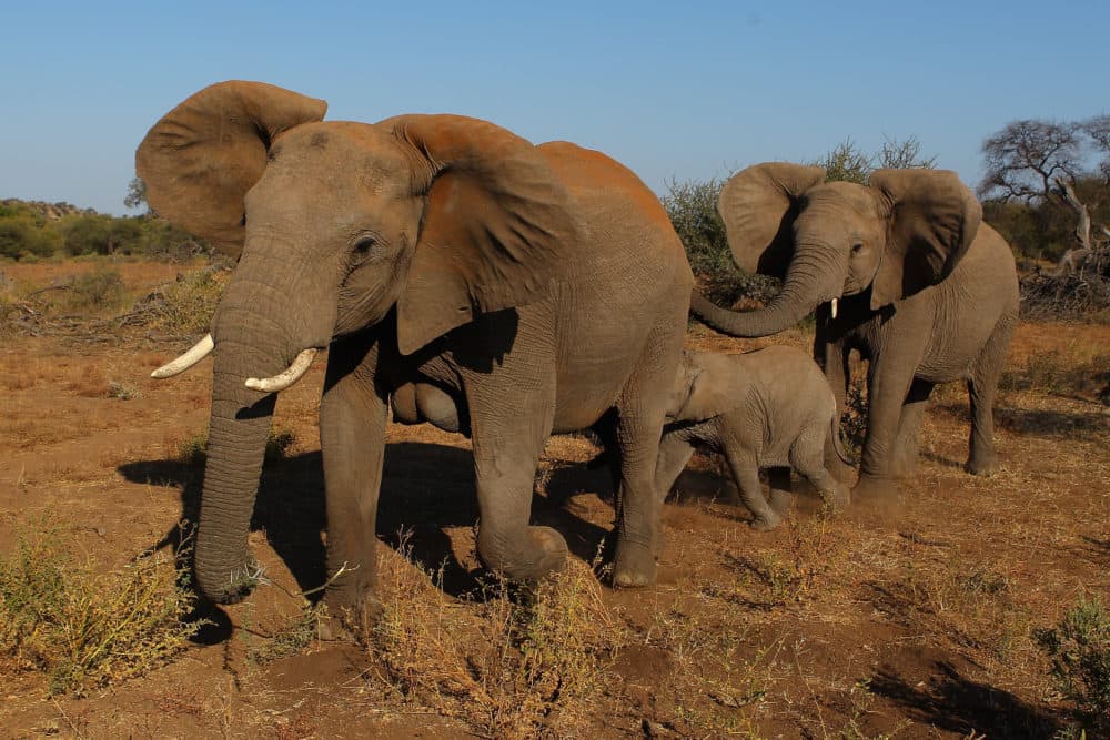 A herd of elephants at the Mashatu game reserve in Mapungubwe, Botswana. Mashatu is a 46,000 hectare reserve located in Eastern Botswana where the Shashe river and Limpopo river meet. (Cameron Spencer/Getty Images)