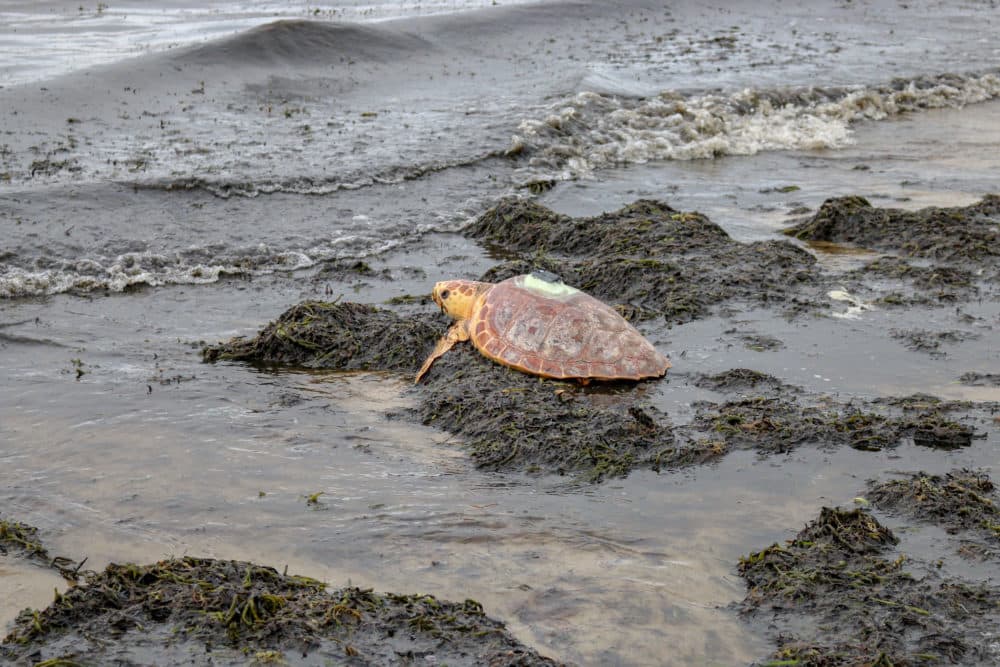 Loggerhead sea turtle returning to the wild after months of rehabilitation. Vanessa Kahn, New England Aquarium