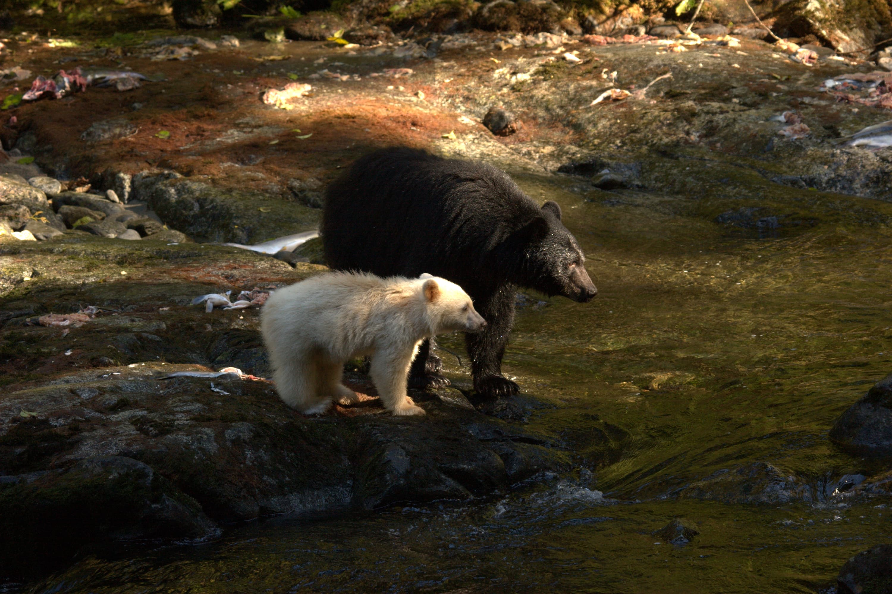 A black bear and a kermode bear. Kermode, or spirit, bears are black bears with a rare gene that turns their fur white. (Photo by Doug Neasloss)