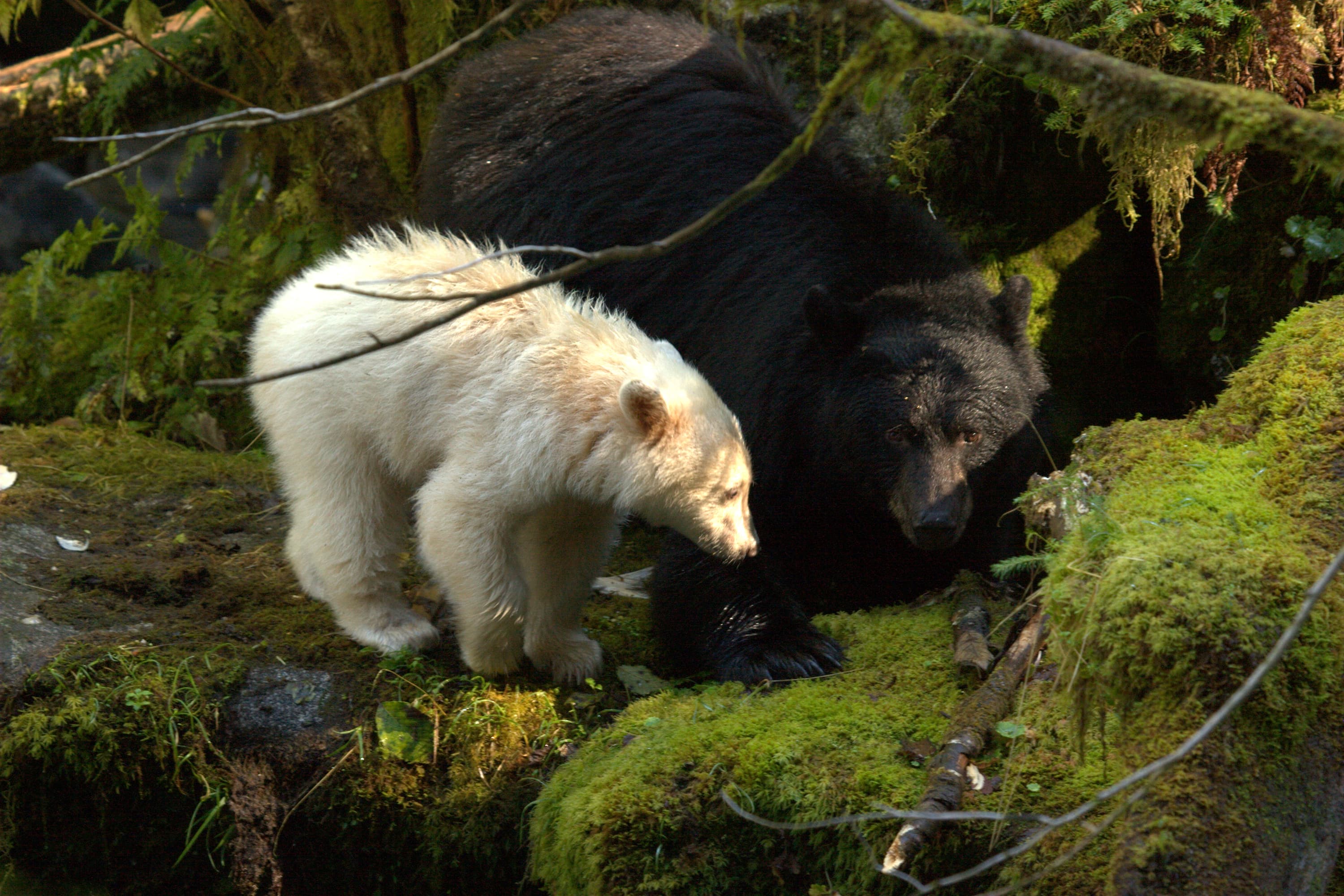 A kermode bear in the wild. (Photo by Doug Neasloss)