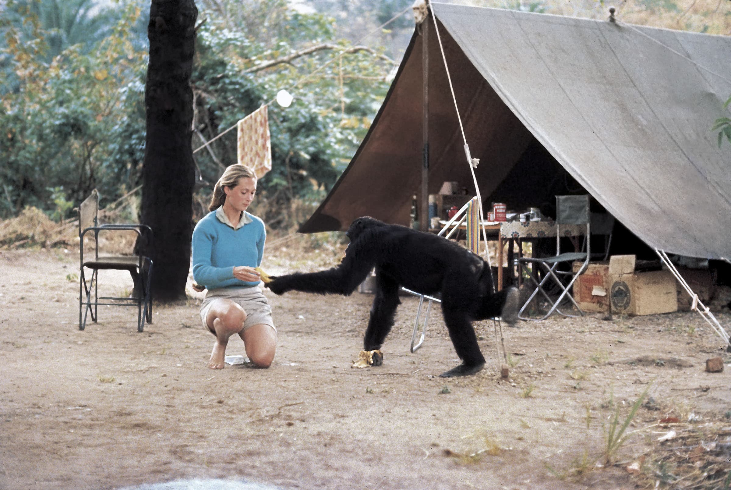 Young researcher Jane Goodall with David Greybeard, the first chimpanzee to lose his fear of her when she began her studies in Gombe Stream Chimpanzee Reserve in Tanganyika. (© The Jane Goodall Institute)