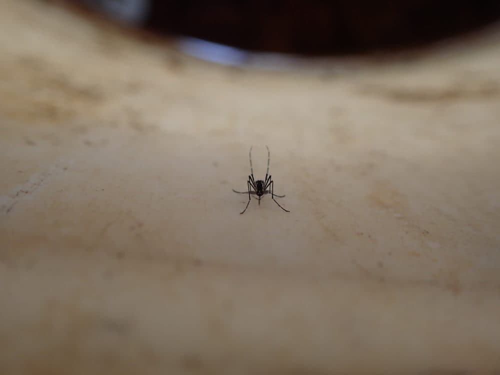 A wild female Aedes aegypti mosquito resting in a bucket in Thies, Senegal. (Courtesy Noah Rose)