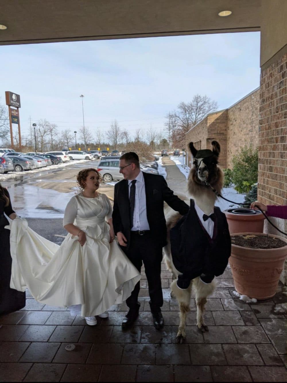 Mendl Weinstock (middle) and the llama he brought to his sister's (left) wedding (courtesy Mendl Weinstock)