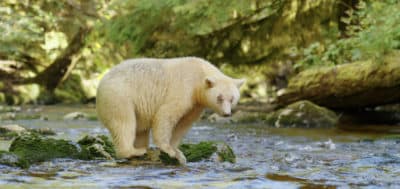 The Rare, Elusive Spirit Bears Of British Columbia