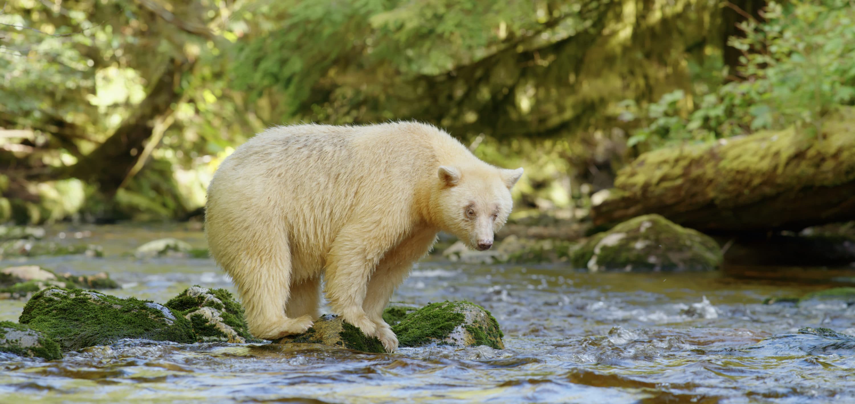 The Rare, Elusive Spirit Bears Of British Columbia