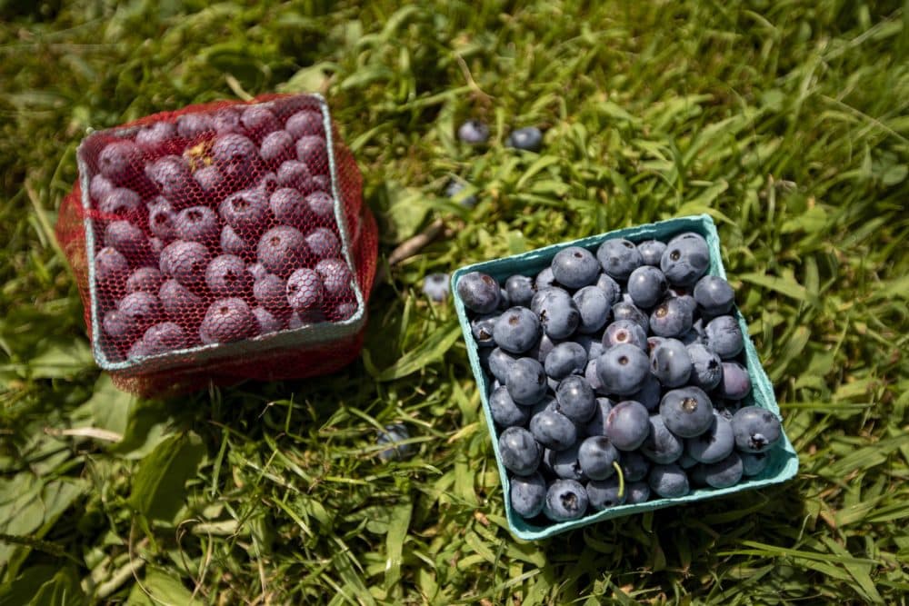 Pints of fresh-picked blueberries from Honey Pot Hill Orchards. (Jesse Costa/WBUR)