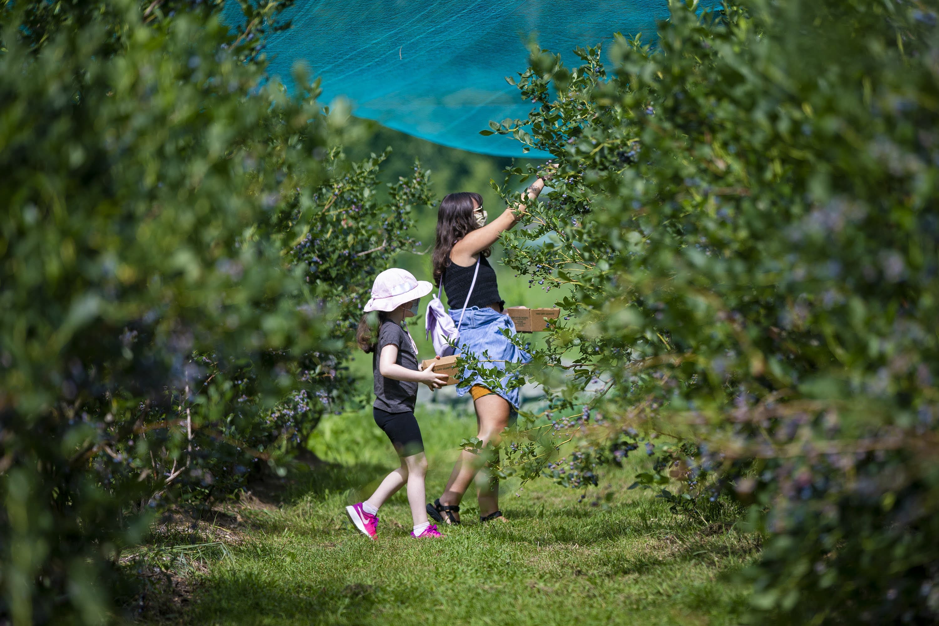 A mother and daughter pick blueberries at Honey Pot Hill Orchards in Stow. (Jesse Costa/WBUR)