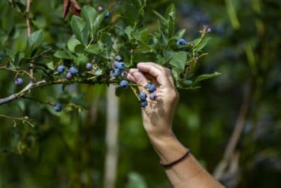 Beat The Pandemic Blues With Blueberries: A Guide On How And Where To Pick Safely